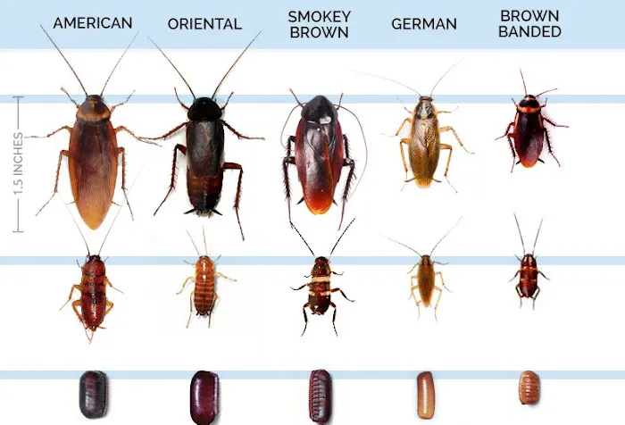 Team Veterans Pest Control Picture 8