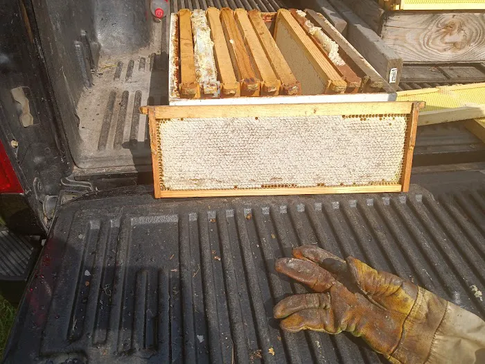 Bouterse Urban Bees Picture 2