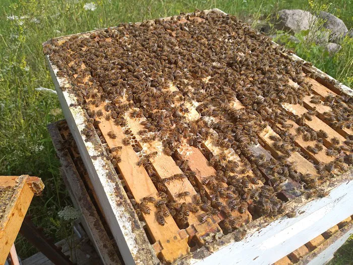 Bouterse Urban Bees Picture 7
