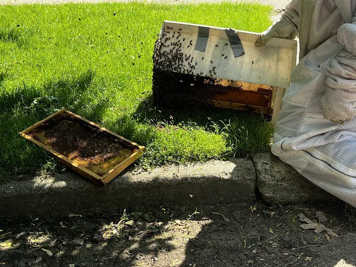 Bouterse Urban Bees Picture 6