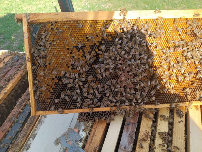 Bouterse Urban Bees Picture 9