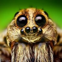 Ms. Mantis Pest Control ico