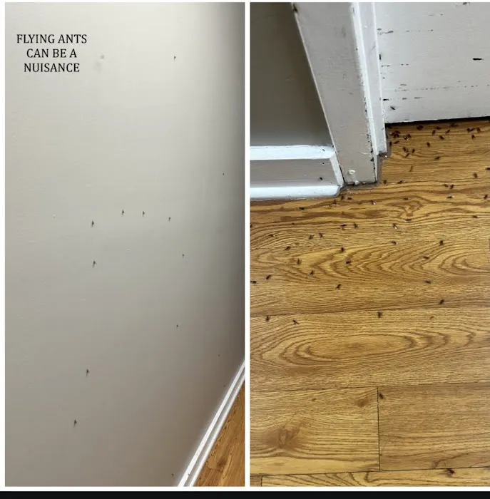 Beck's Pest Control Picture 7