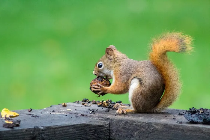 Waldner Wildlife Solutions Picture 3