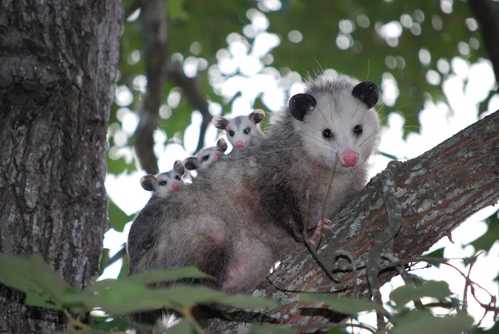 Waldner Wildlife Solutions Picture 4