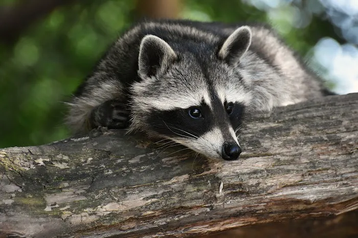 Waldner Wildlife Solutions Picture 2