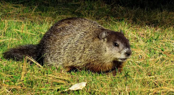 Waldner Wildlife Solutions Picture 5