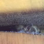 Waldner Wildlife Solutions