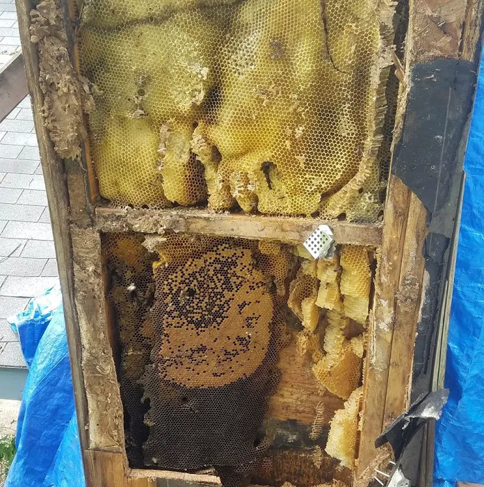 Bzz'N BeeZ LLC Picture 6