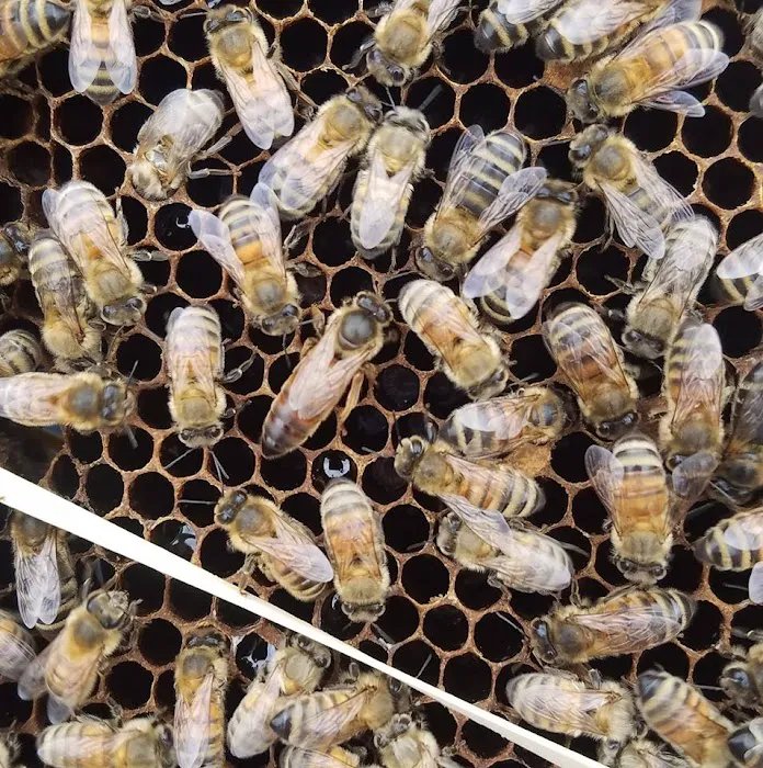 Bzz'N BeeZ LLC Picture 7
