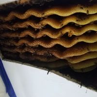 Bzz'N BeeZ LLC ico
