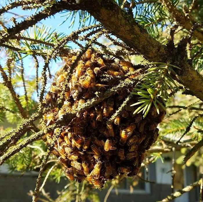 Bzz'N BeeZ LLC Picture 8
