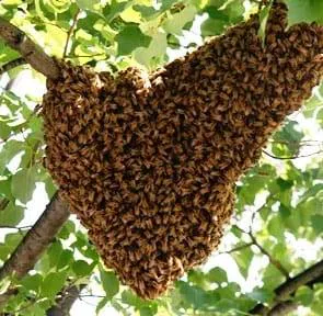 Bzz'N BeeZ LLC Picture 5