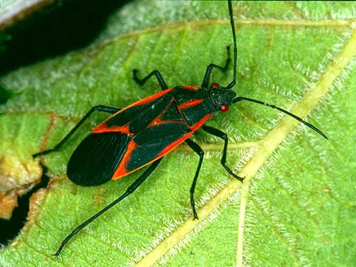 Environmental Systems Pest Control,LLC Picture 3