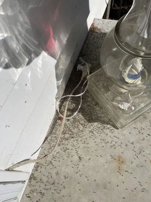 Discount Pest Control Picture 4