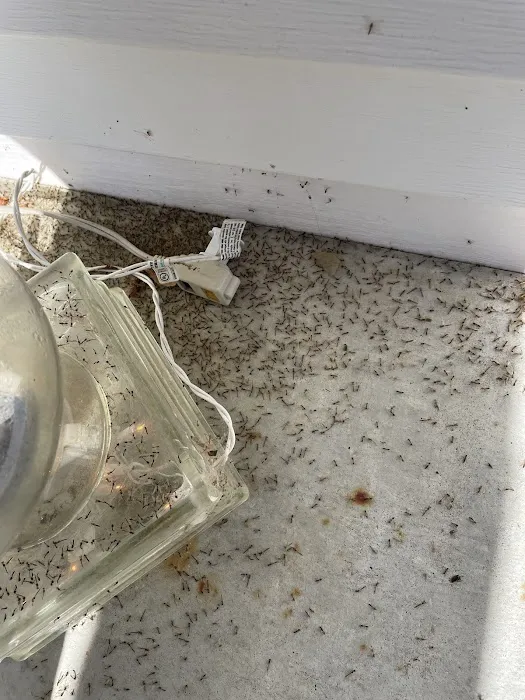 Discount Pest Control Picture 2