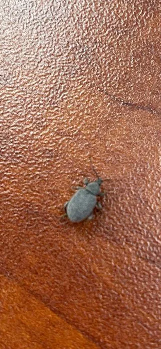Uncled Ants Picture 5