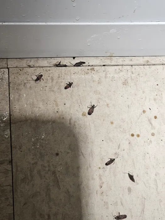 Uncled Ants Picture 1
