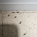 Uncled Ants