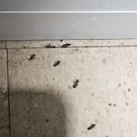 Uncled Ants ico