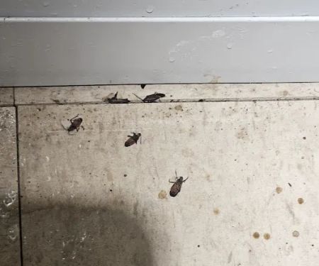 Uncled Ants