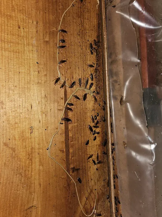 Uncled Ants Picture 7