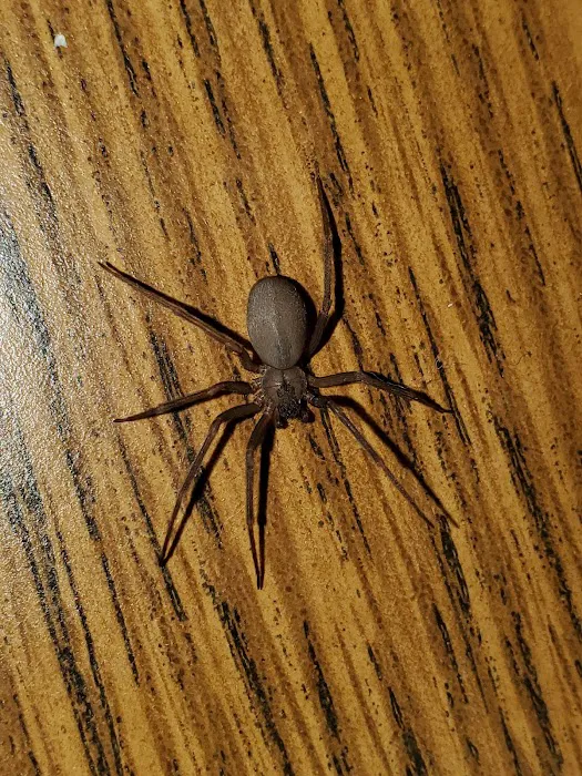 Dave's Termite & Pest Control Inc Picture 4