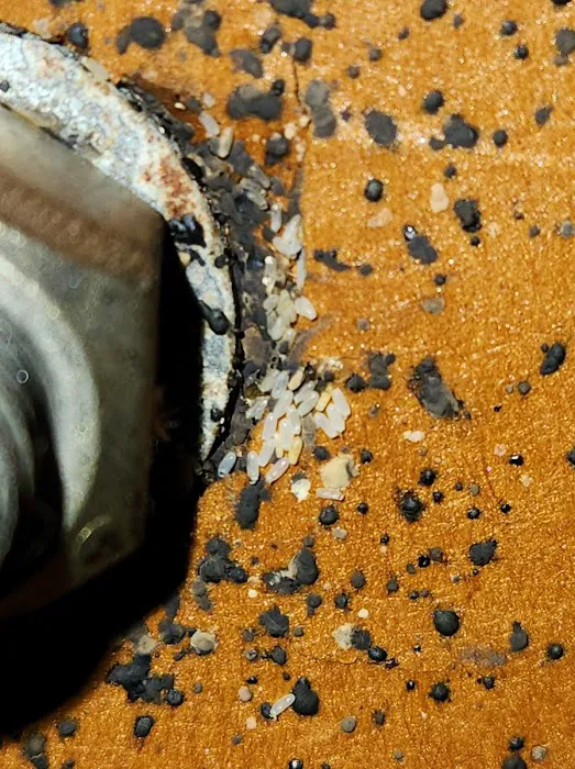 Dave's Termite & Pest Control Inc Picture 5