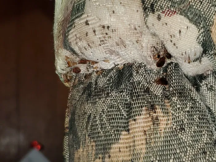 Dave's Termite & Pest Control Inc Picture 3