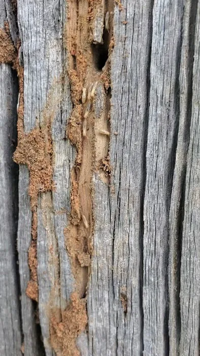 Dave's Termite & Pest Control Inc Picture 6