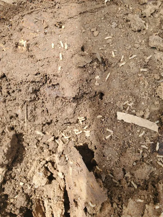 Dave's Termite & Pest Control Inc Picture 9