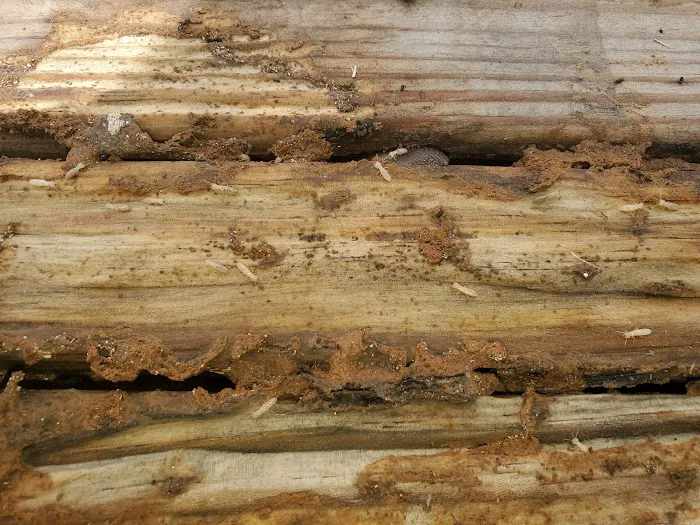 Dave's Termite & Pest Control Inc Picture 7