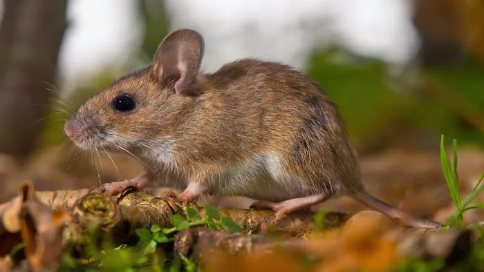Action Pest Control Picture 6