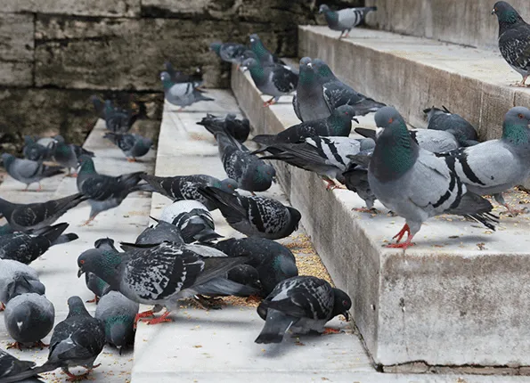Action Pest Control Picture 7