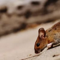 YES Pest Pros ico