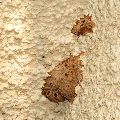 YES Pest Pros Picture 7