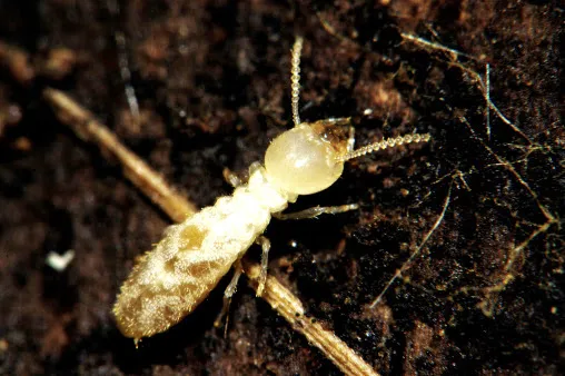 YES Pest Pros Picture 2