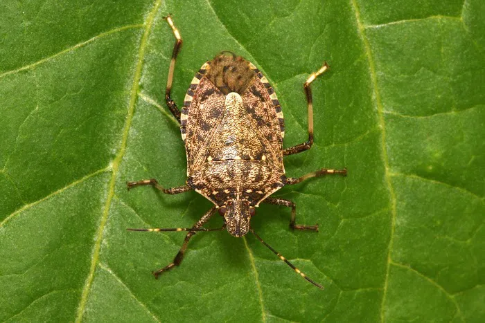 YES Pest Pros Picture 5