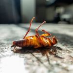 Pest Control Pros of B-town