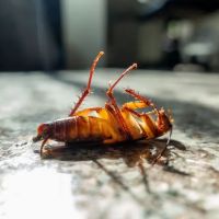 Pest Control Pros of B-town ico