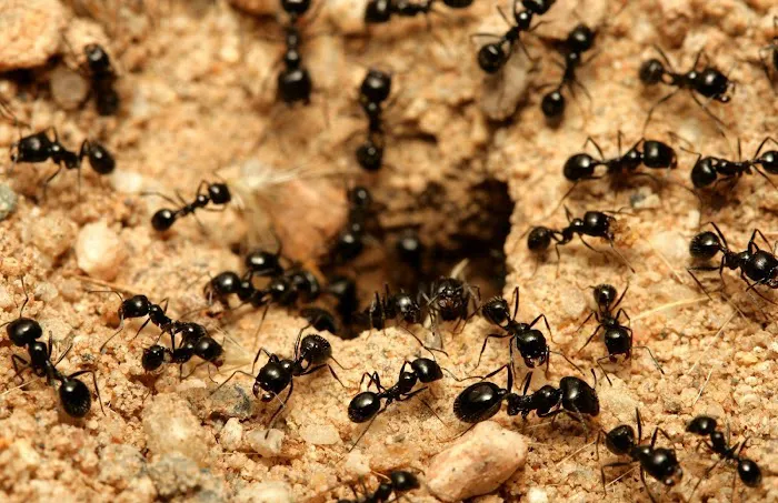 Pest Control Pros of B-town Picture 8