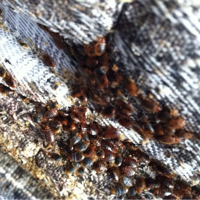 Decker Pest Control, LLC Picture 9