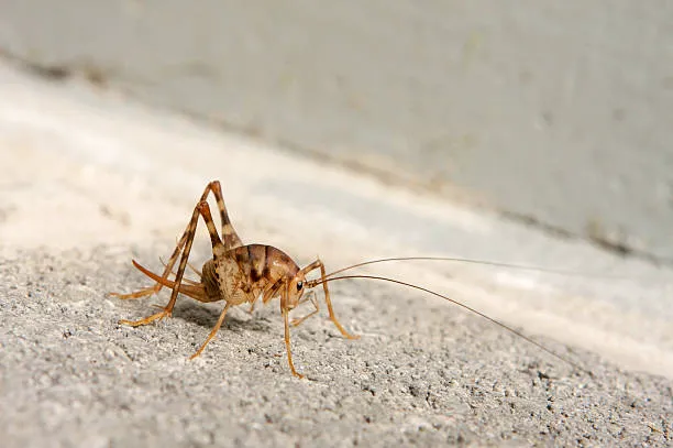 Decker Pest Control, LLC Picture 6
