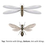 Decker Pest Control, LLC