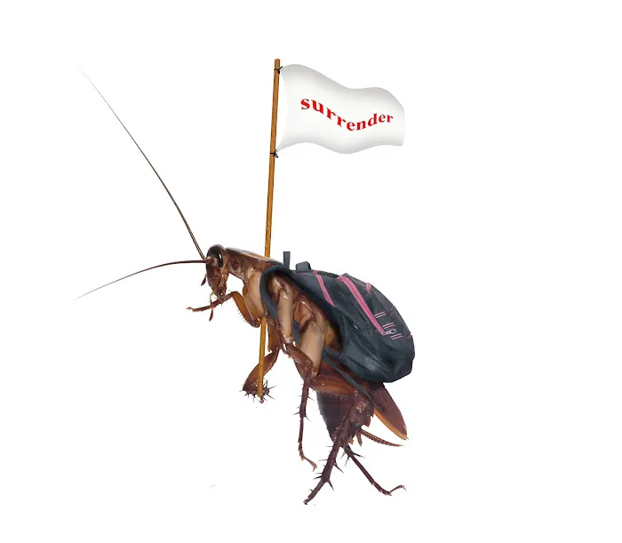 Scott's Termite & Pest Control Picture 2