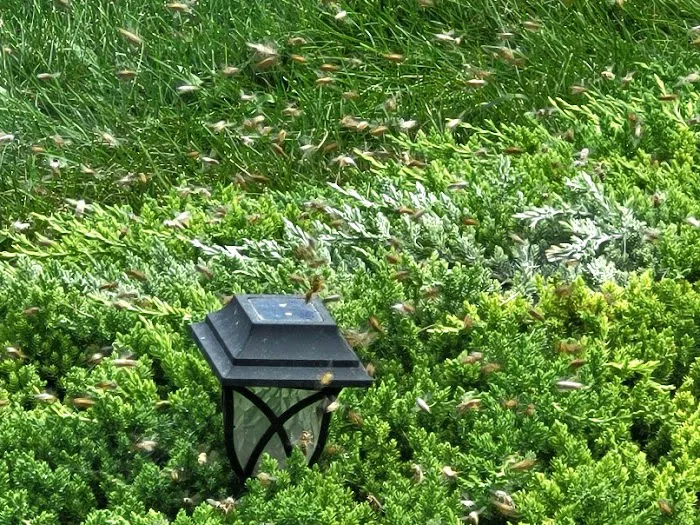 Greenix Pest Control Picture 7