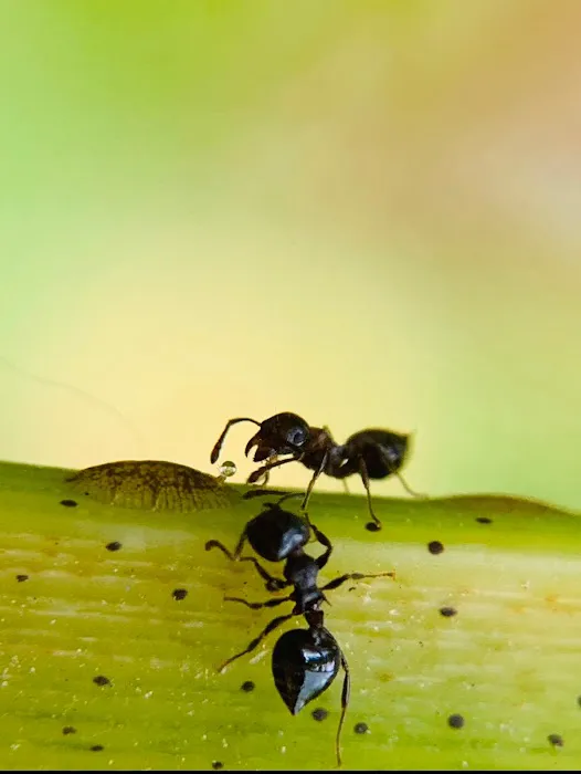 Affordable Termite and Pest Control Picture 7