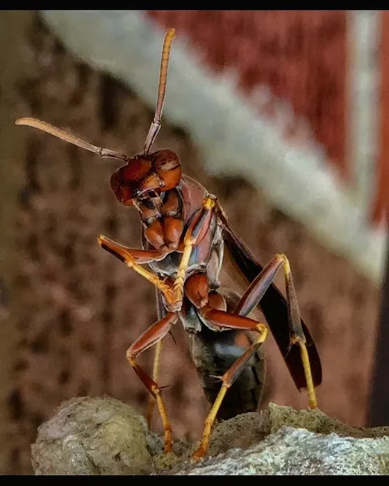 Affordable Termite and Pest Control Picture 9