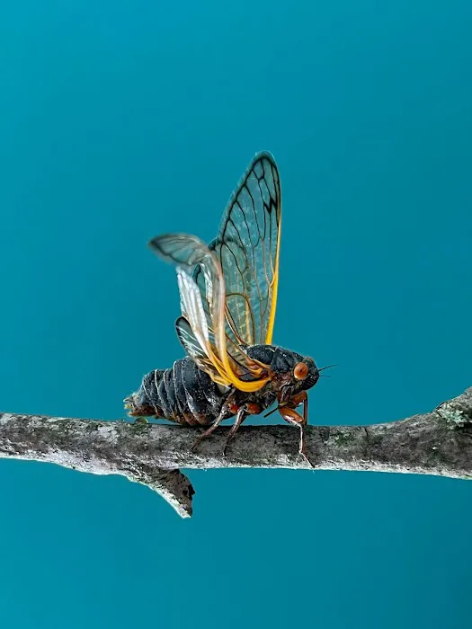 Affordable Termite and Pest Control Picture 3