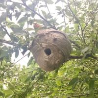 Affordable Termite and Pest Control ico
